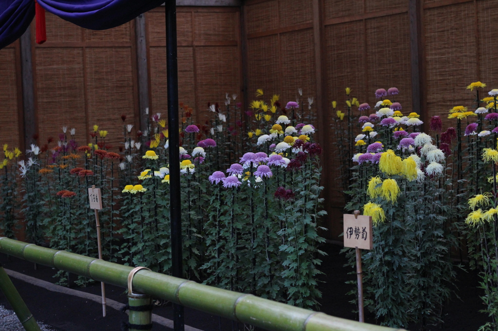 新宿御苑　菊花壇展-8