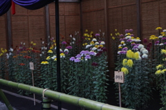 新宿御苑　菊花壇展-8