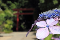 鎌倉の長谷寺での一枚