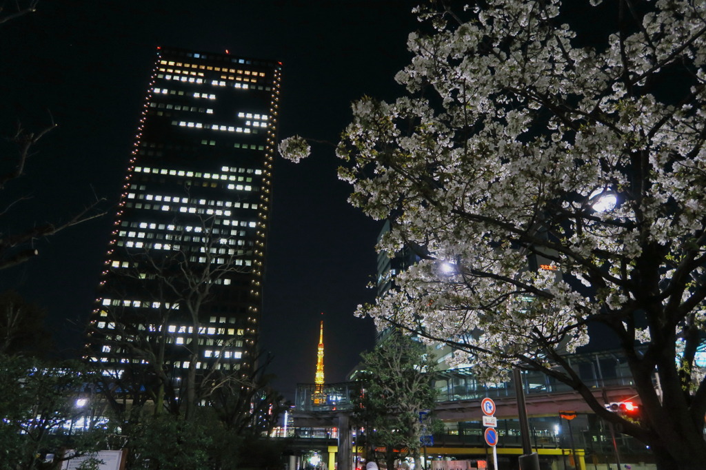 浜松町の桜。東京タワーを背に。