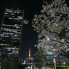 浜松町の桜。東京タワーを背に。