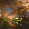 川越氷川神社　夜桜
