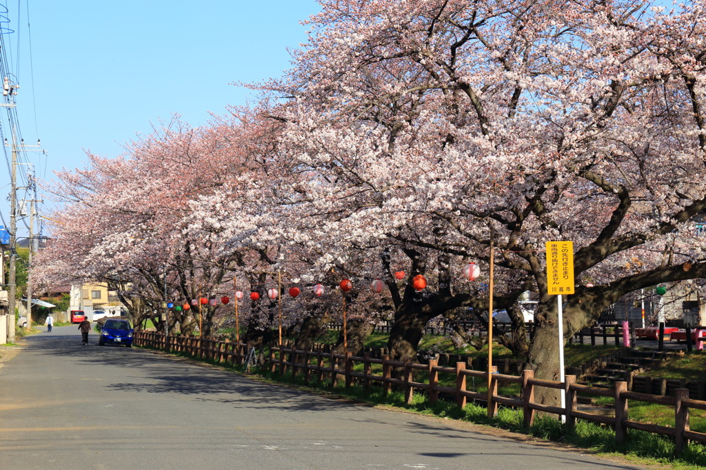 川越氷川神社裏の桜～道路際～