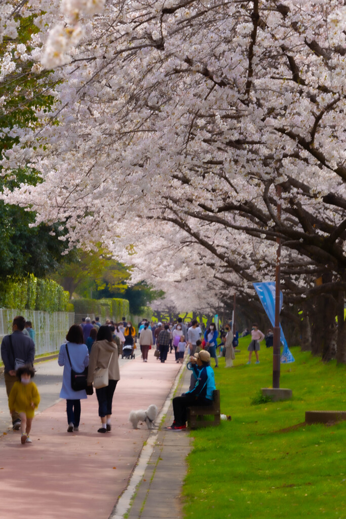 川越水上公園の桜ジョギングロード