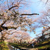 kawagoe_sakura_2015_00000005