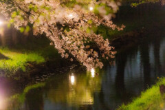 川越氷川神社　夜桜