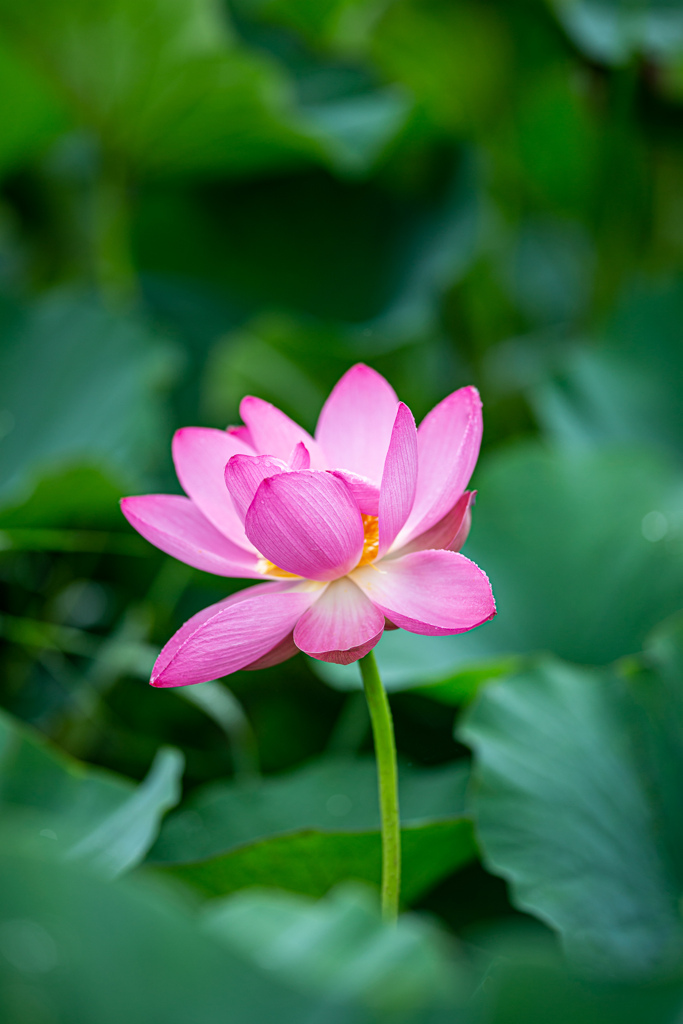 ハスの花をSIGMA 135mmで