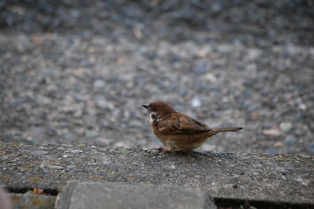 代々木の雀
