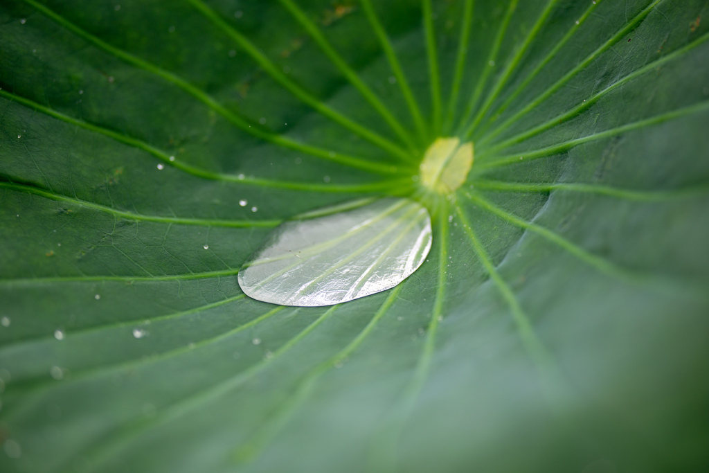 ハスは防水性抜群