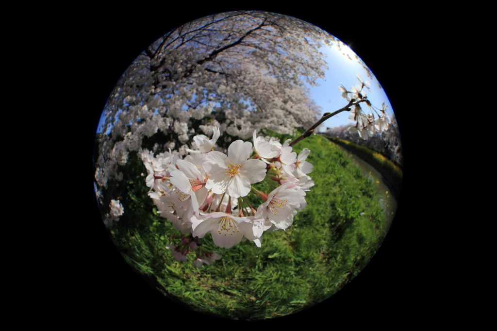 魚眼レンズで桜