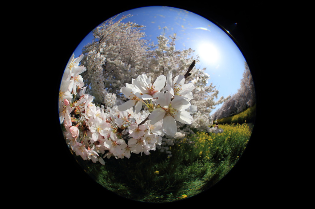 魚眼レンズで桜の花
