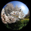 魚眼レンズで桜の花