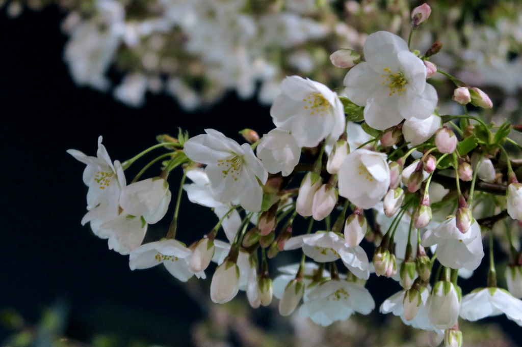 浜松町駅前の桜。G7Xで撮影。