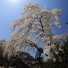 川越中院。しだれ桜全景