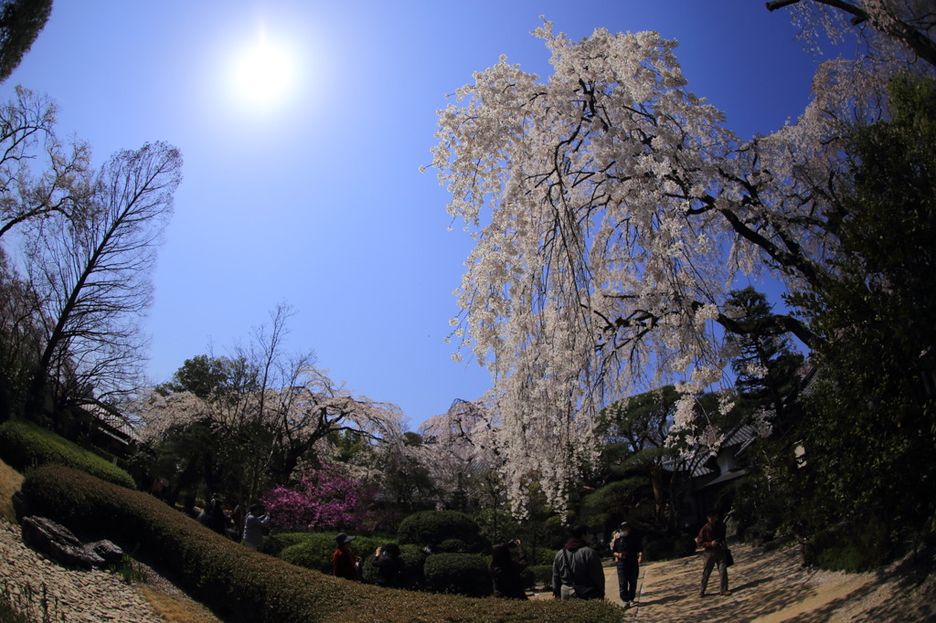 川越中院。境内の様子