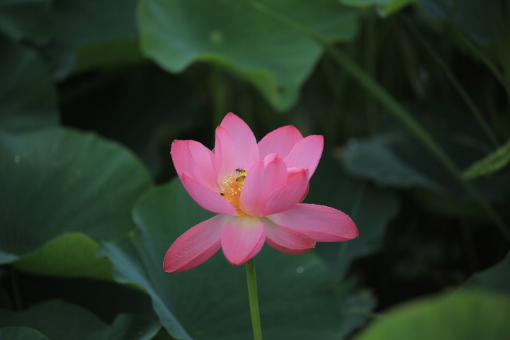 ハスの蜜をすうミツバチ