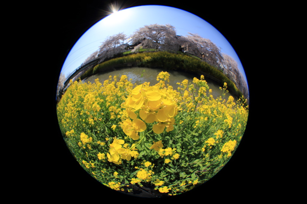 魚眼レンズで菜の花