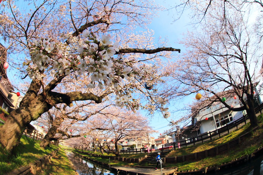川越氷川神社裏の桜～川縁～