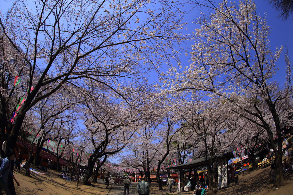 2015/03/30　川越喜多院の桜その2