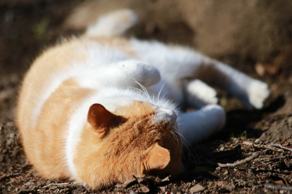 新宿御苑にいた猫その4