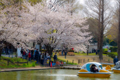 川越水上公園の桜