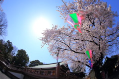 2015/03/30　川越喜多院の桜