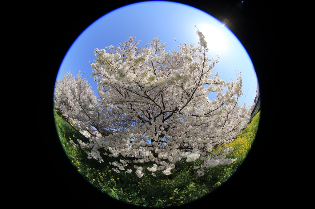 魚眼レンズで桜の木