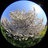 魚眼レンズで桜の木