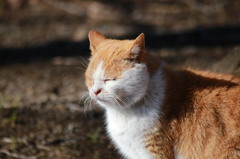 新宿御苑にいた猫その２