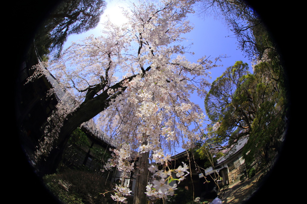 川越中院のしだれ桜