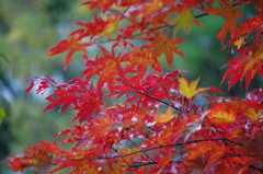紅