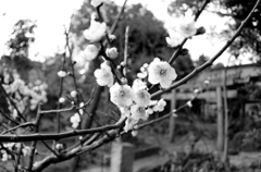 like an old photograph