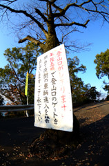 よく働く木。