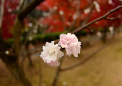 雨の冬桜