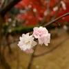 雨の冬桜
