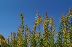 DSC01678