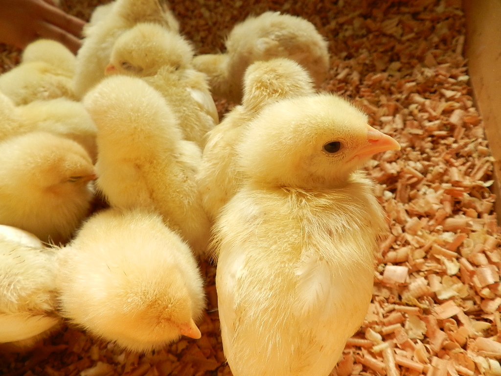 chick