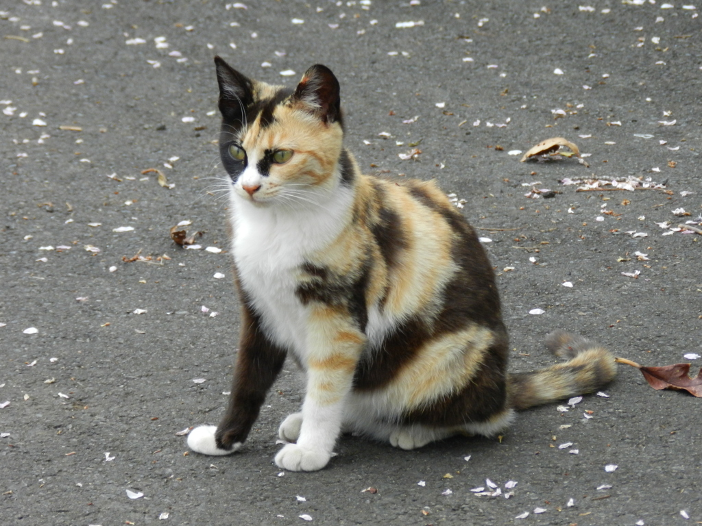 stray cat