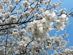 cherry blossoms