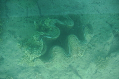 シャコガイ