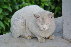 寄り目の猫じゃないよ