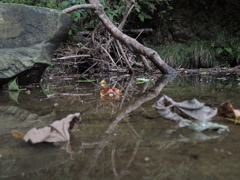 水面ミラーってか!!