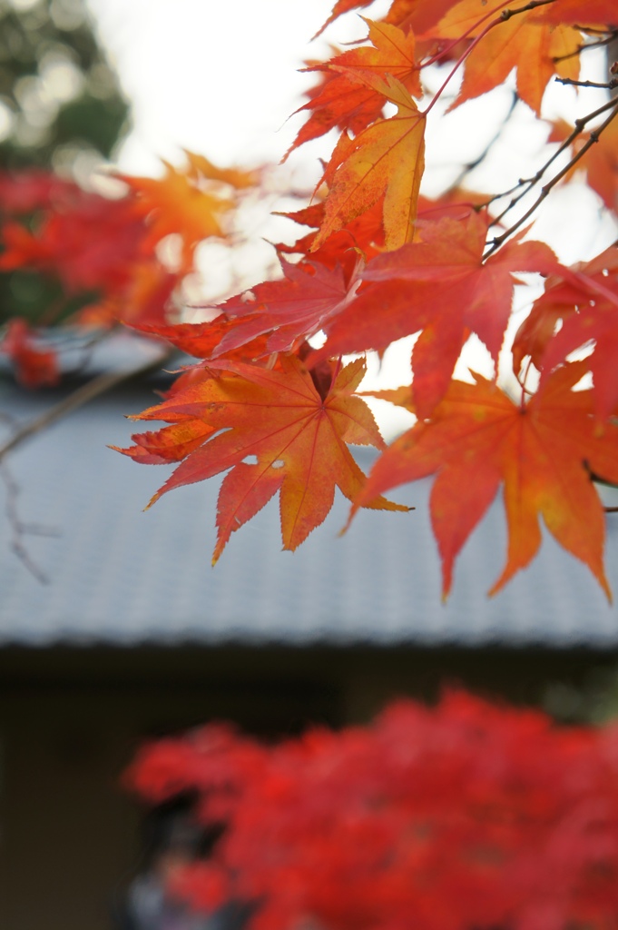 東京でももう色づいてます。