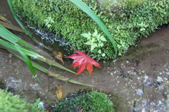 紅色