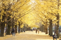 昭和記念公園　銀杏並木