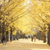 昭和記念公園　銀杏並木