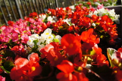 DSC00698