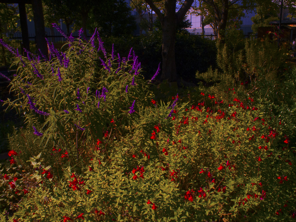 RED and PURPLE
