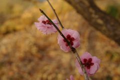 梅花