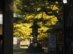 神社の大公孫樹